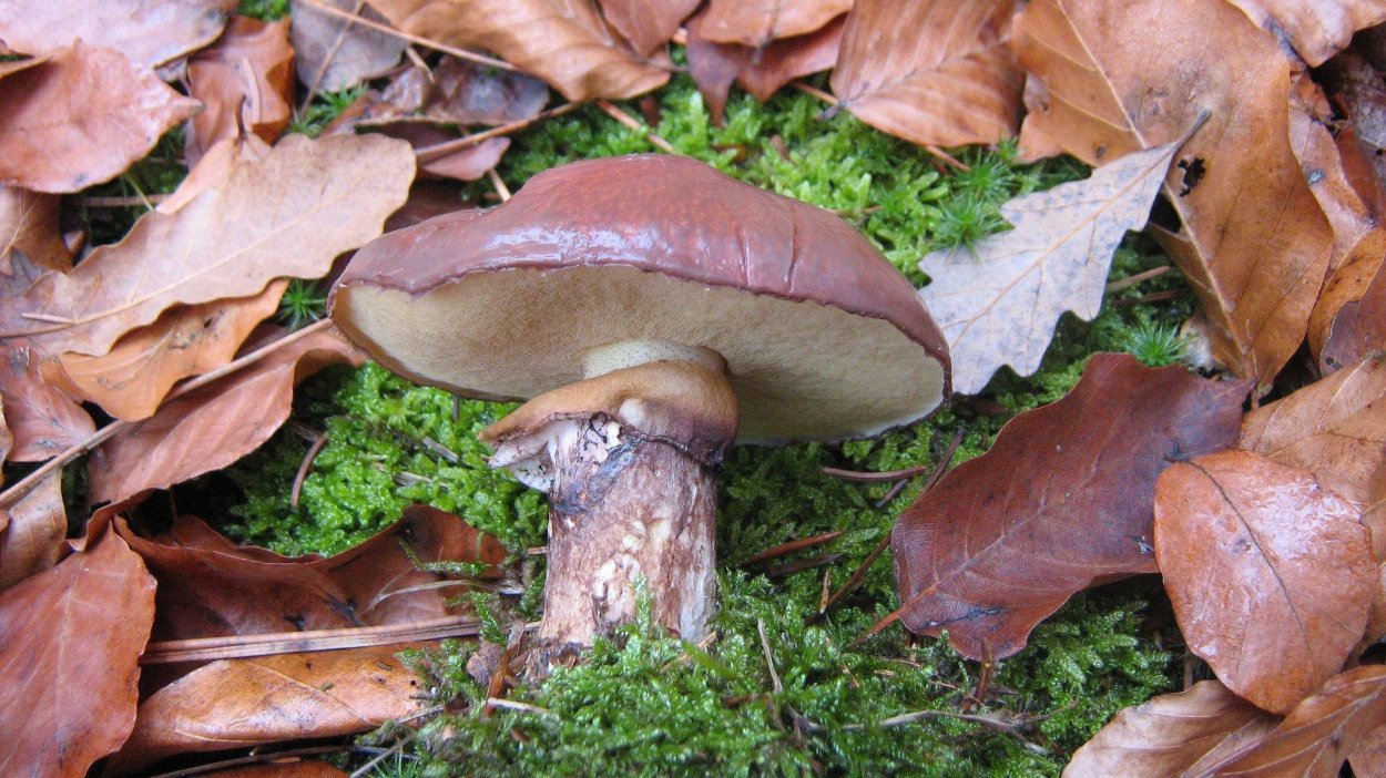 Перечный гриб (Boletus piperatus, Suillus piperatus)