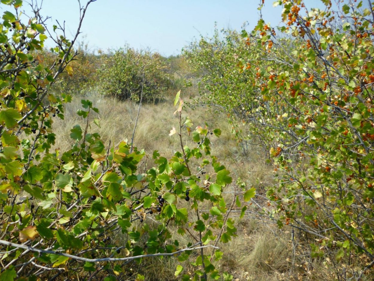 Смородина репис