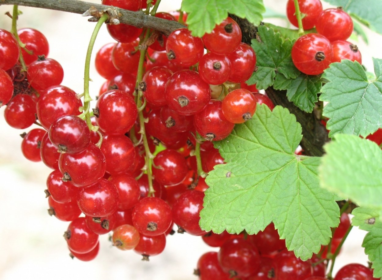 Смородина красная габитус