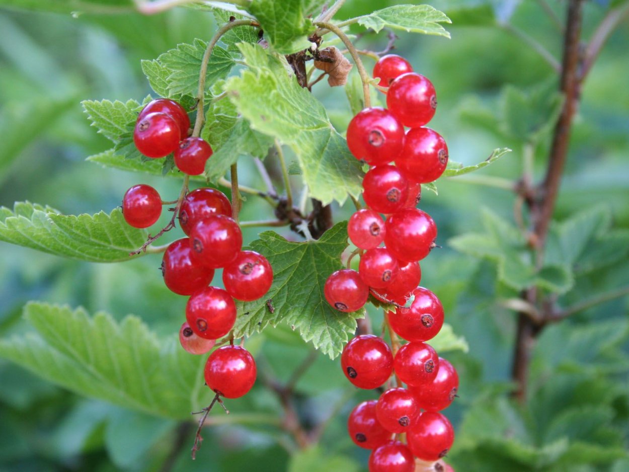 Смородина Моховая Моховка