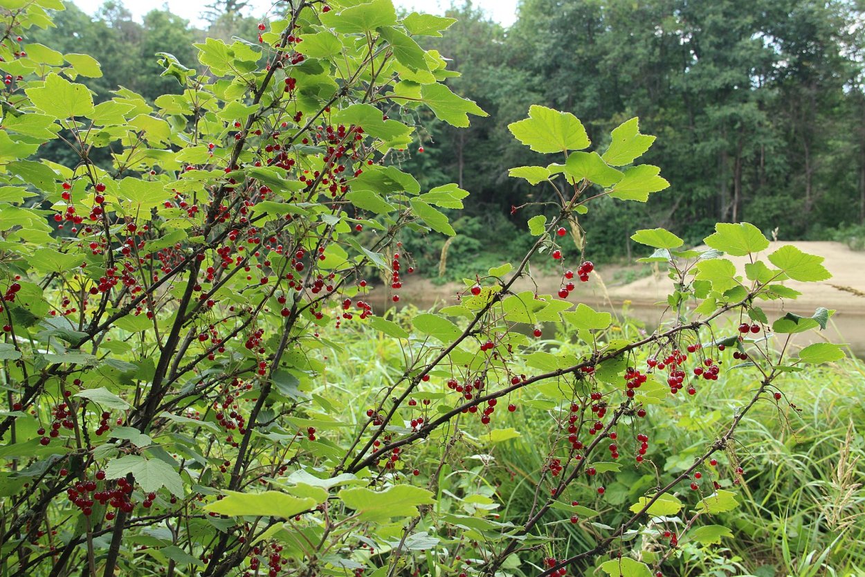 Красная смородина Лесная