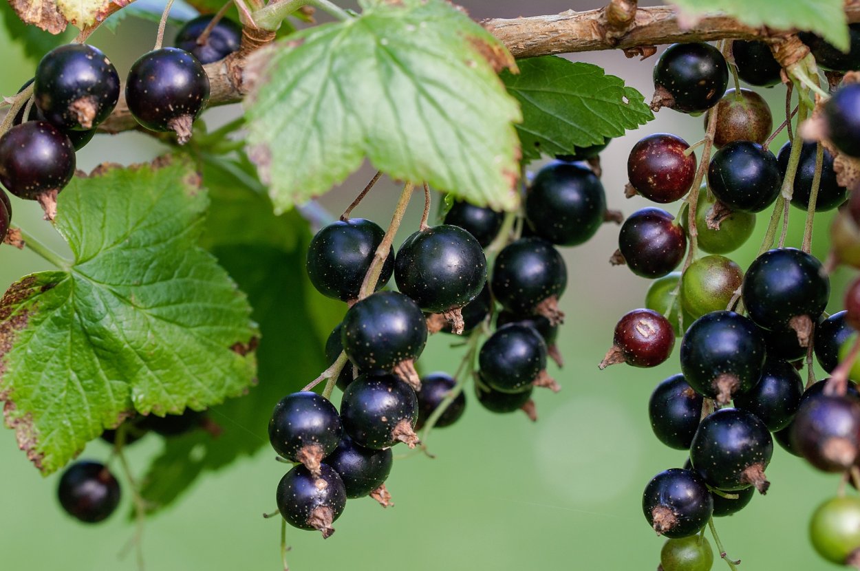 Смородина черная (ribes nigrum l.)