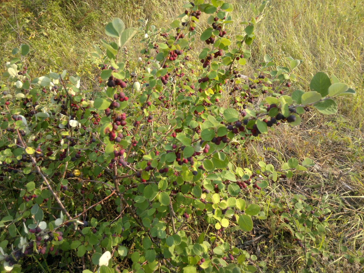 Смородина кустарники или кустарнички
