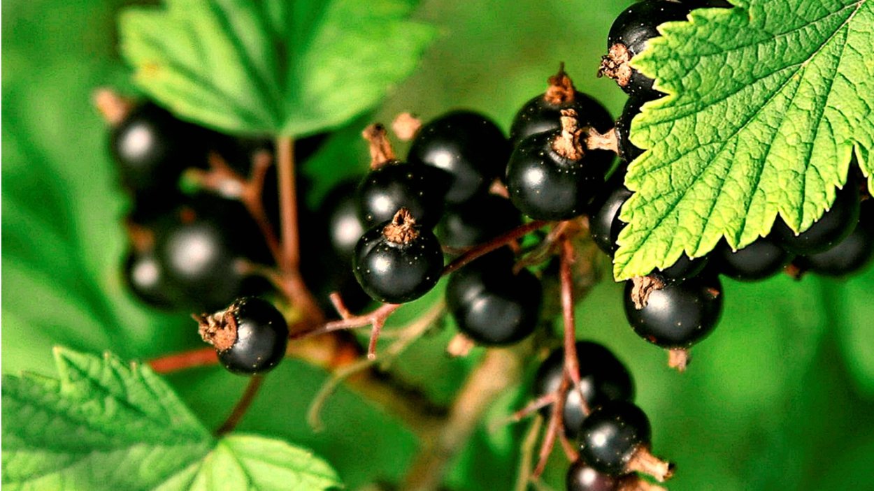 Смородина чаровница