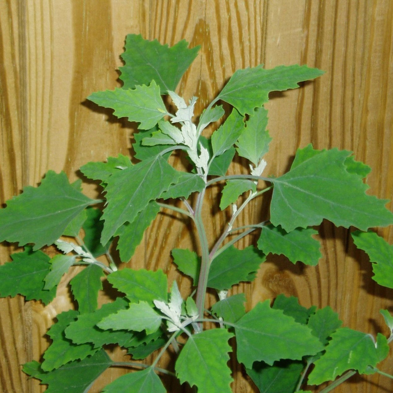 Лебеда Татарская сорняк