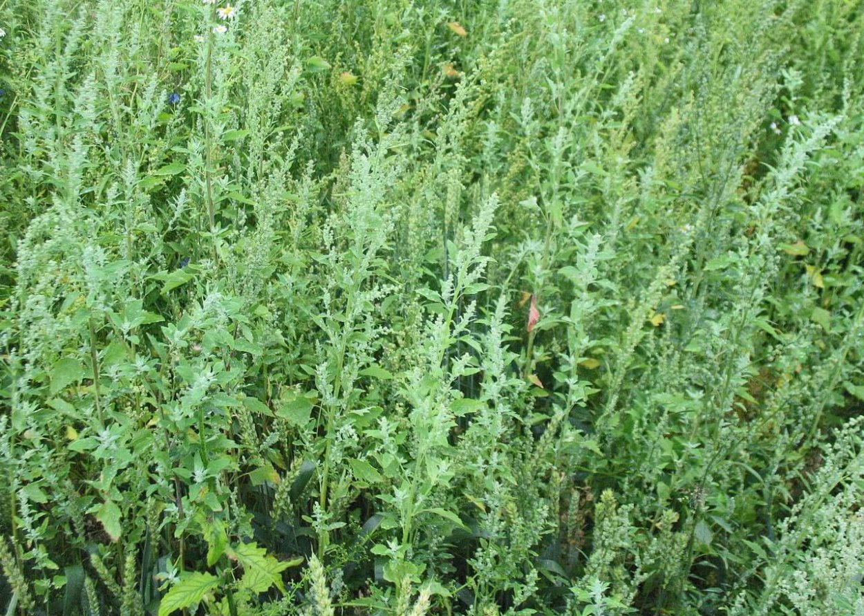 Лебеда копьевидная