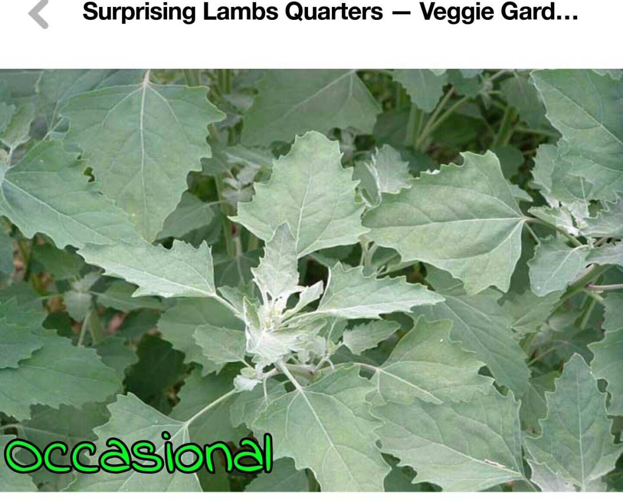 Lambsquarters растение