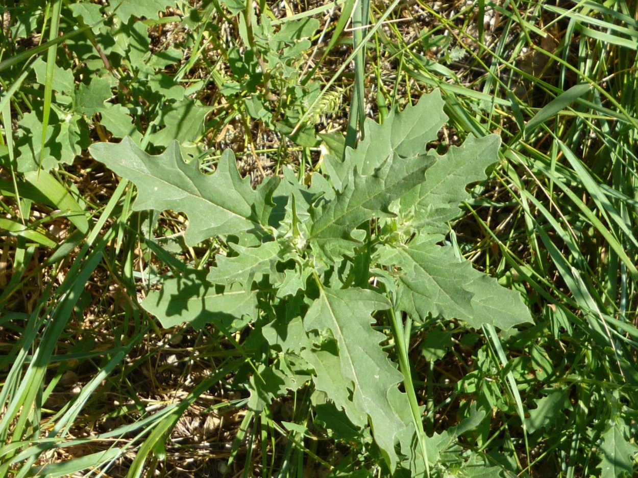 Лебеда трехраздельная