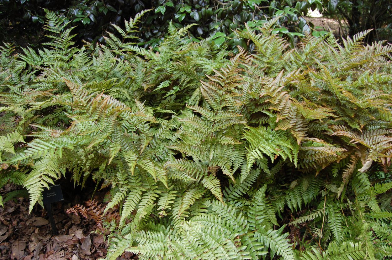 Щитовник красносорусовый prolifica