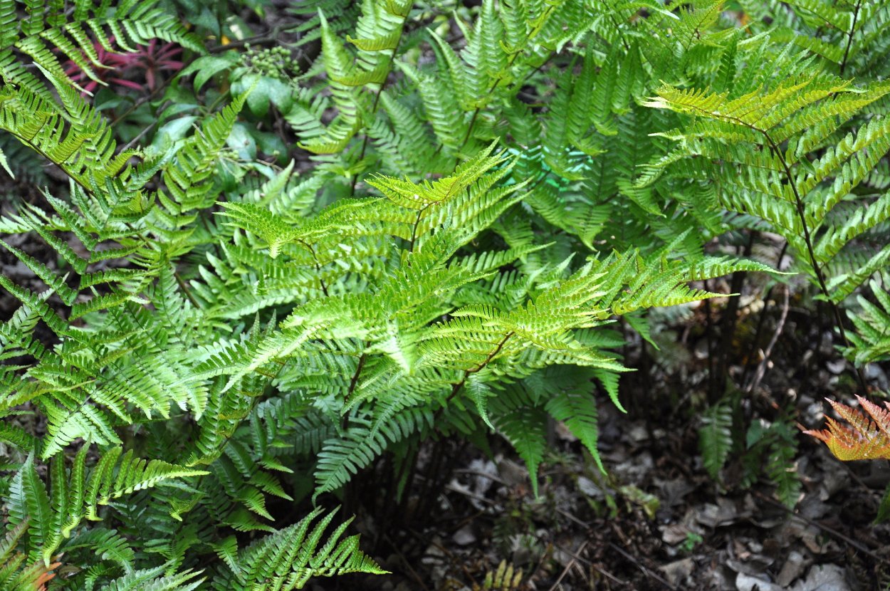 Папоротник Щитовник красносорусовый