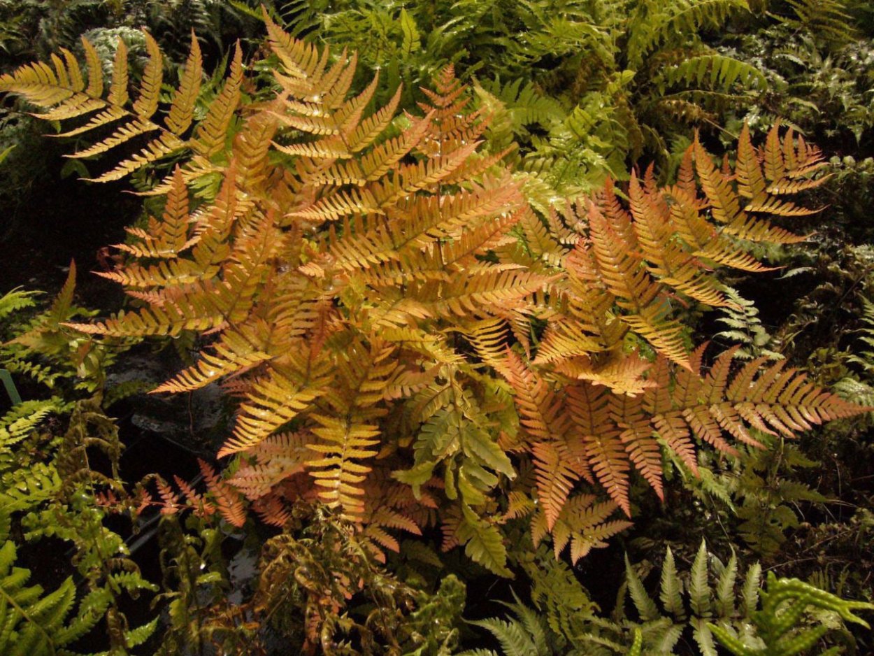 Папоротник Щитовник Бриллианс