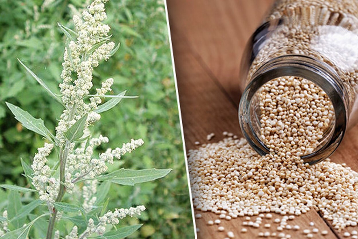 Лебеда ботаника