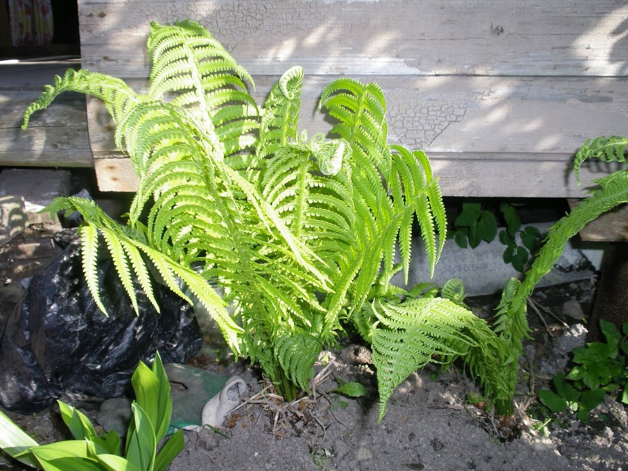 Папоротник орляк описание