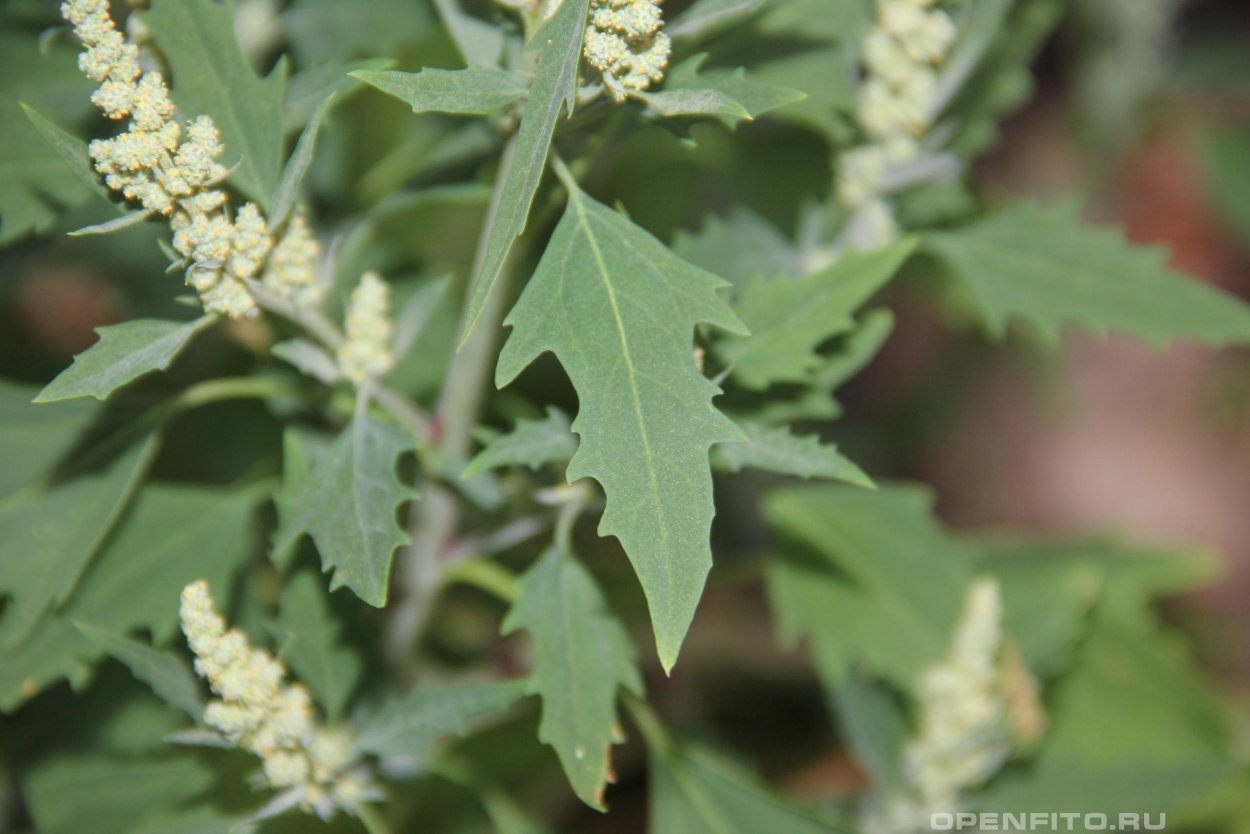 Лебеда (Atriplex)