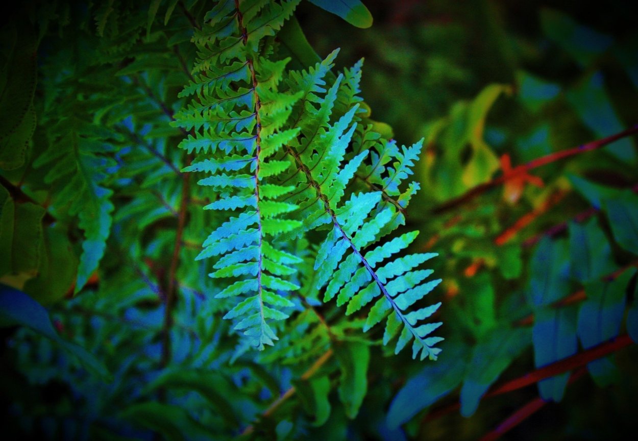 Папоротник страусник