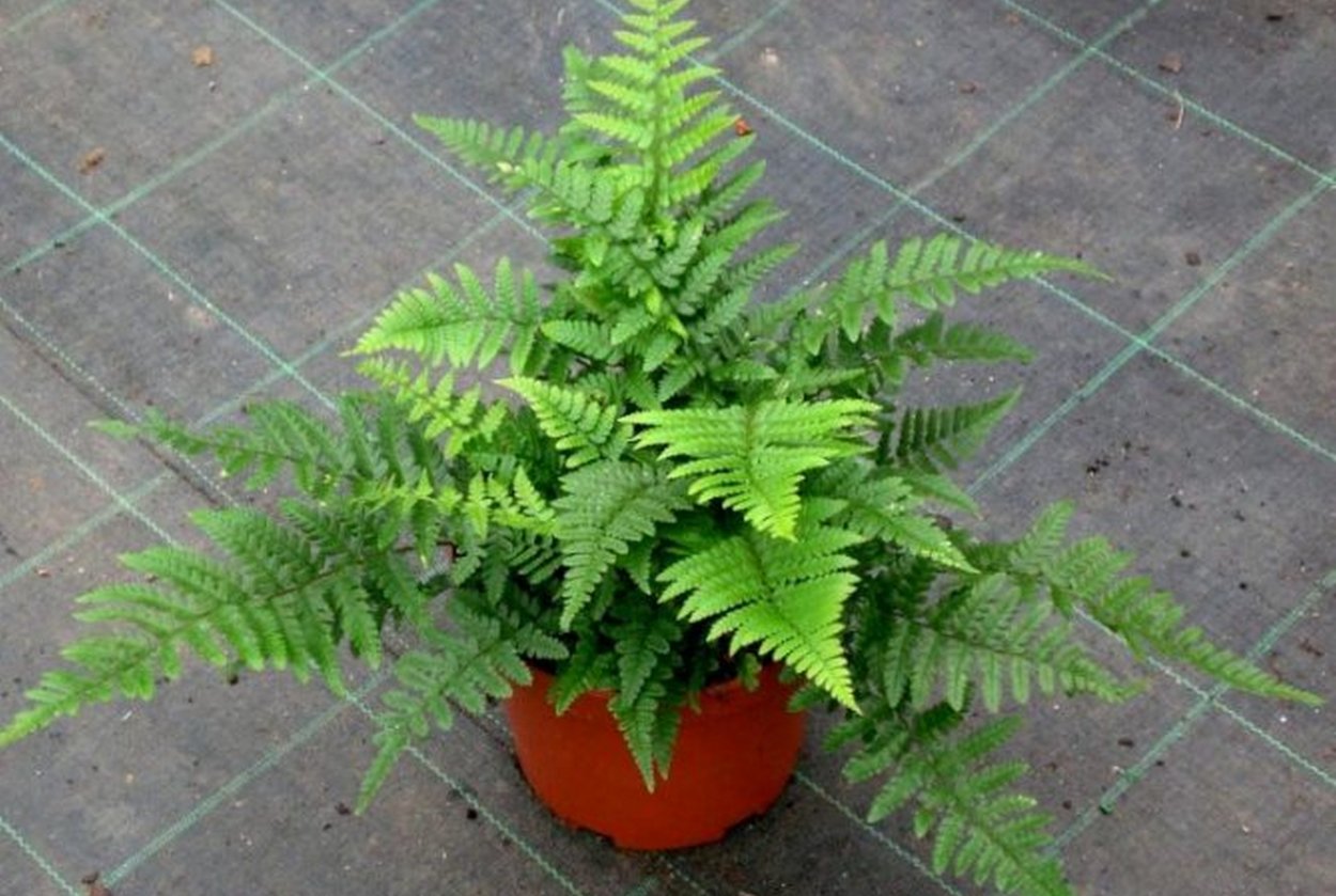 Щитовник остистый