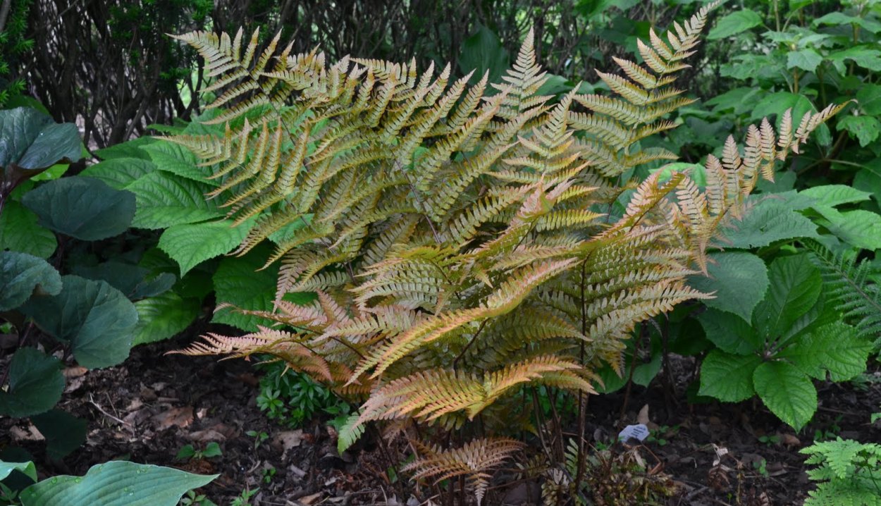 Щитовник красносорусовый