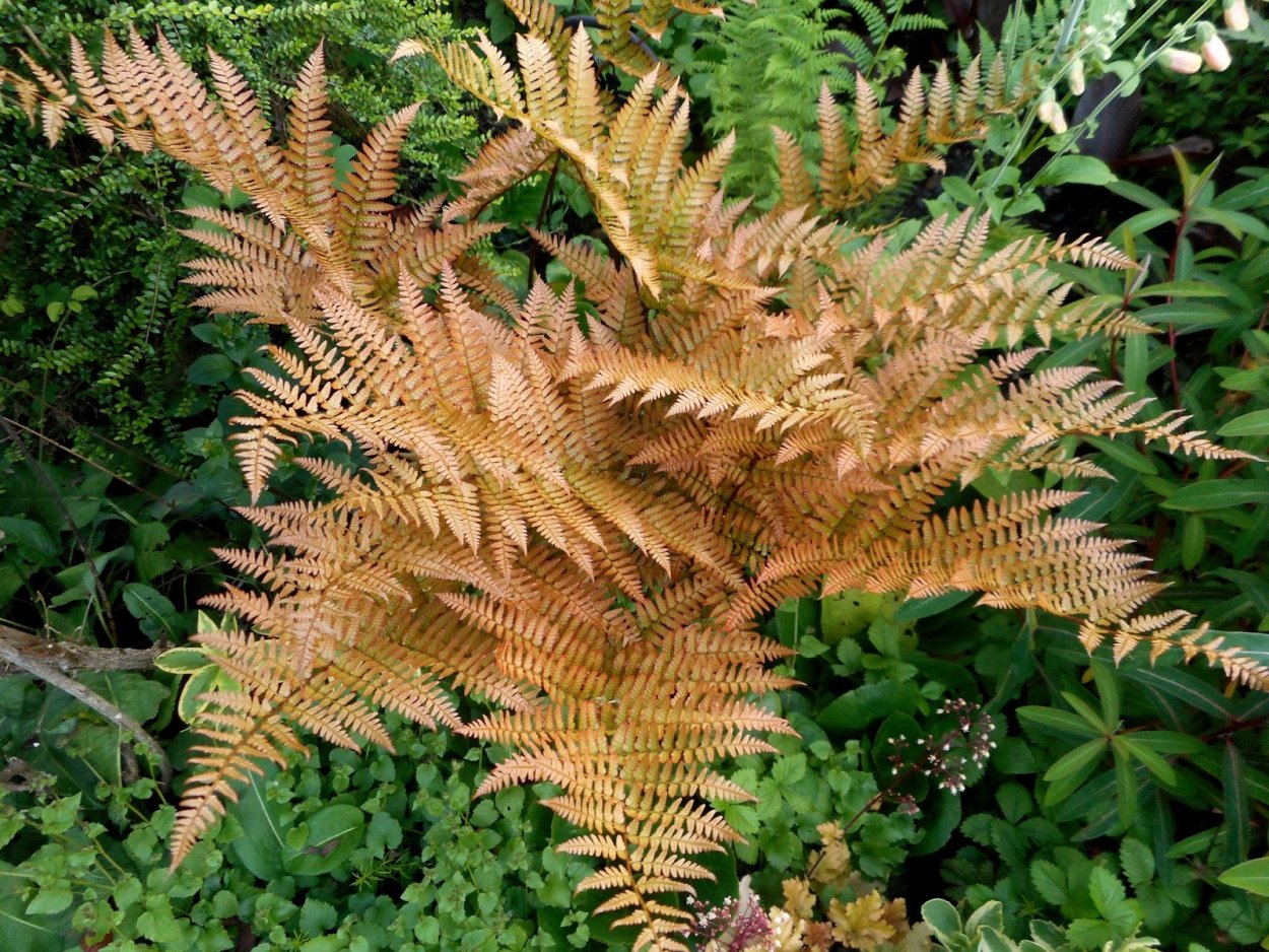 Щитовник красносорусовый Brilliance