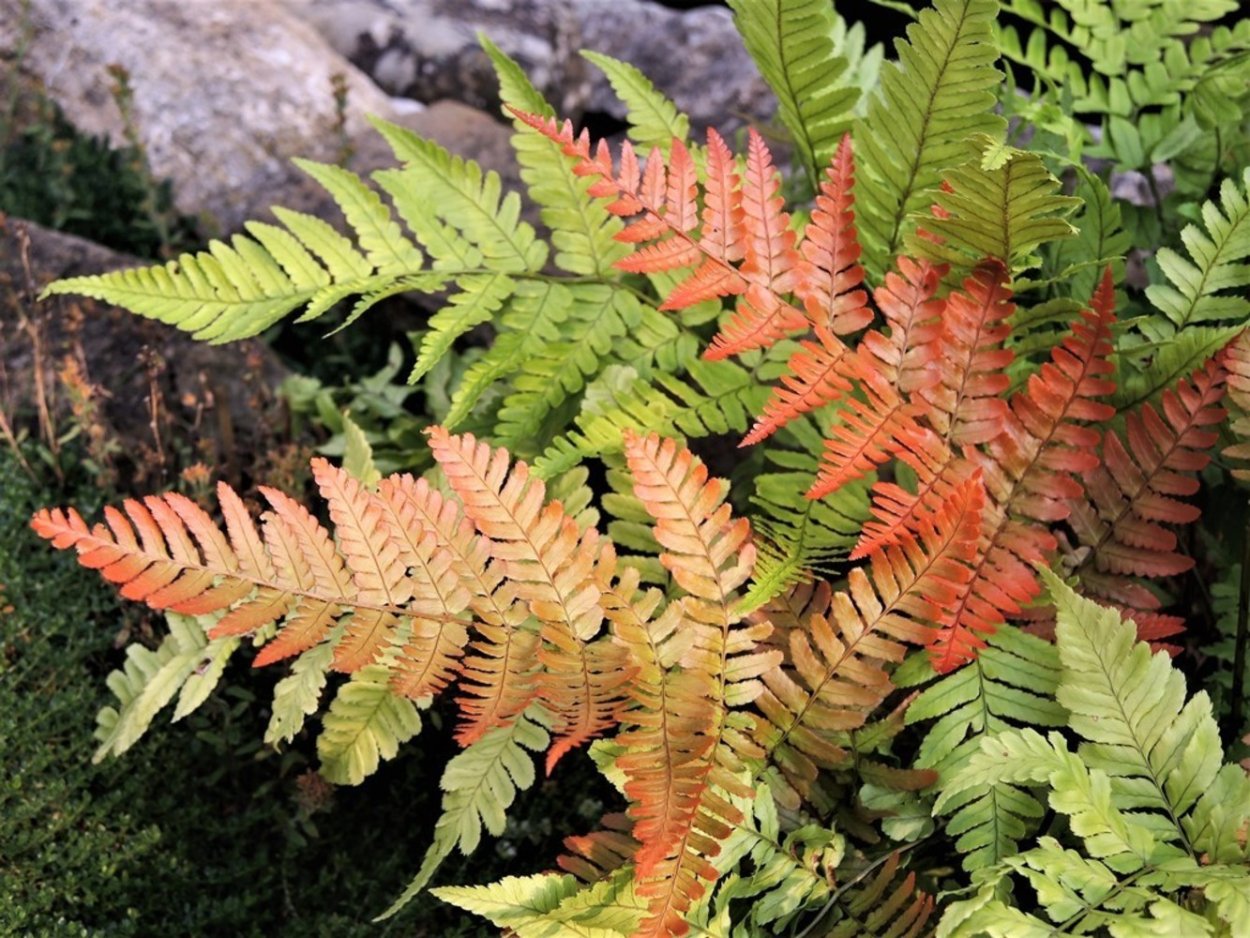 Папоротник красносорусовый