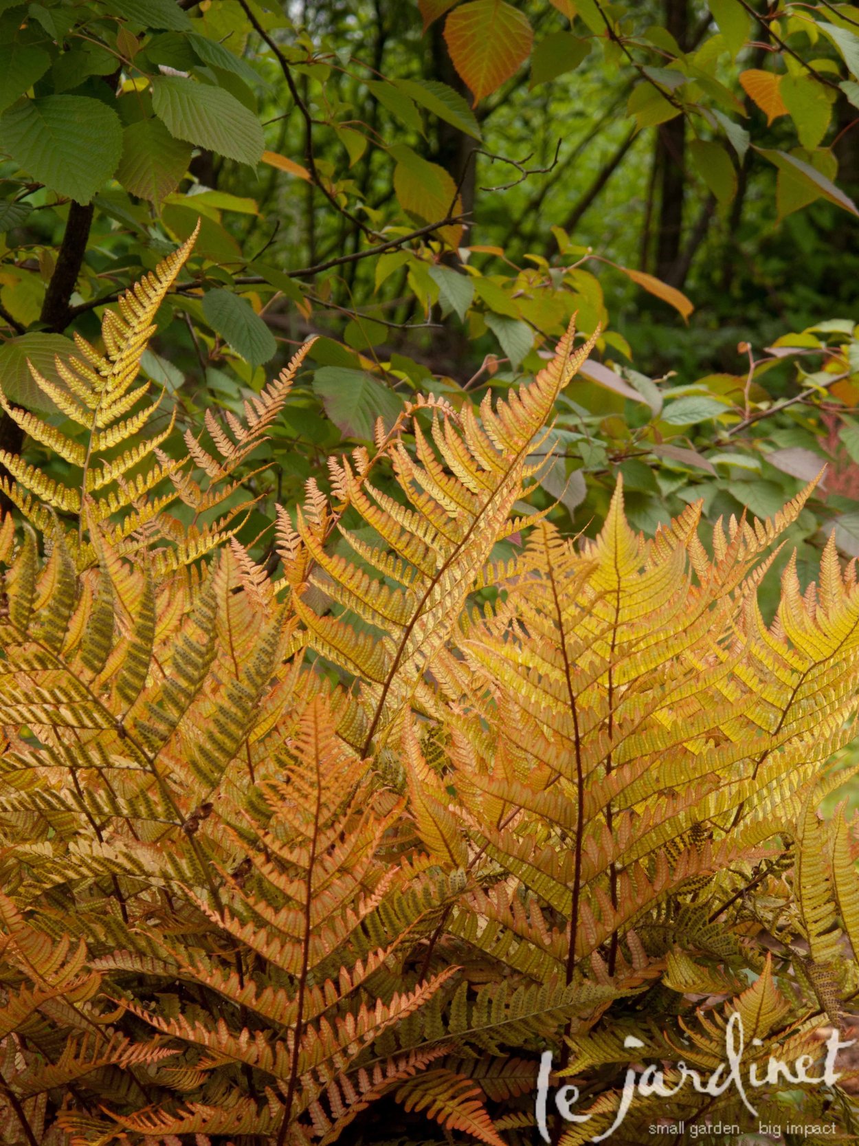 Краниограмма папоротник