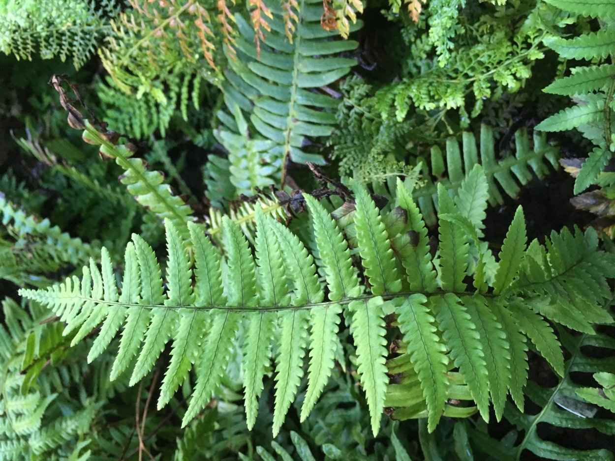 D. erythrosora (щ. красно-сорусовый)