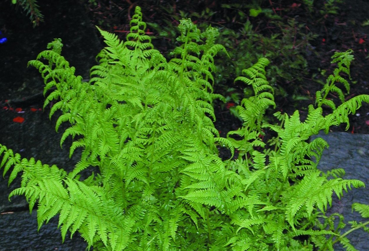 Phegopteris connectilis