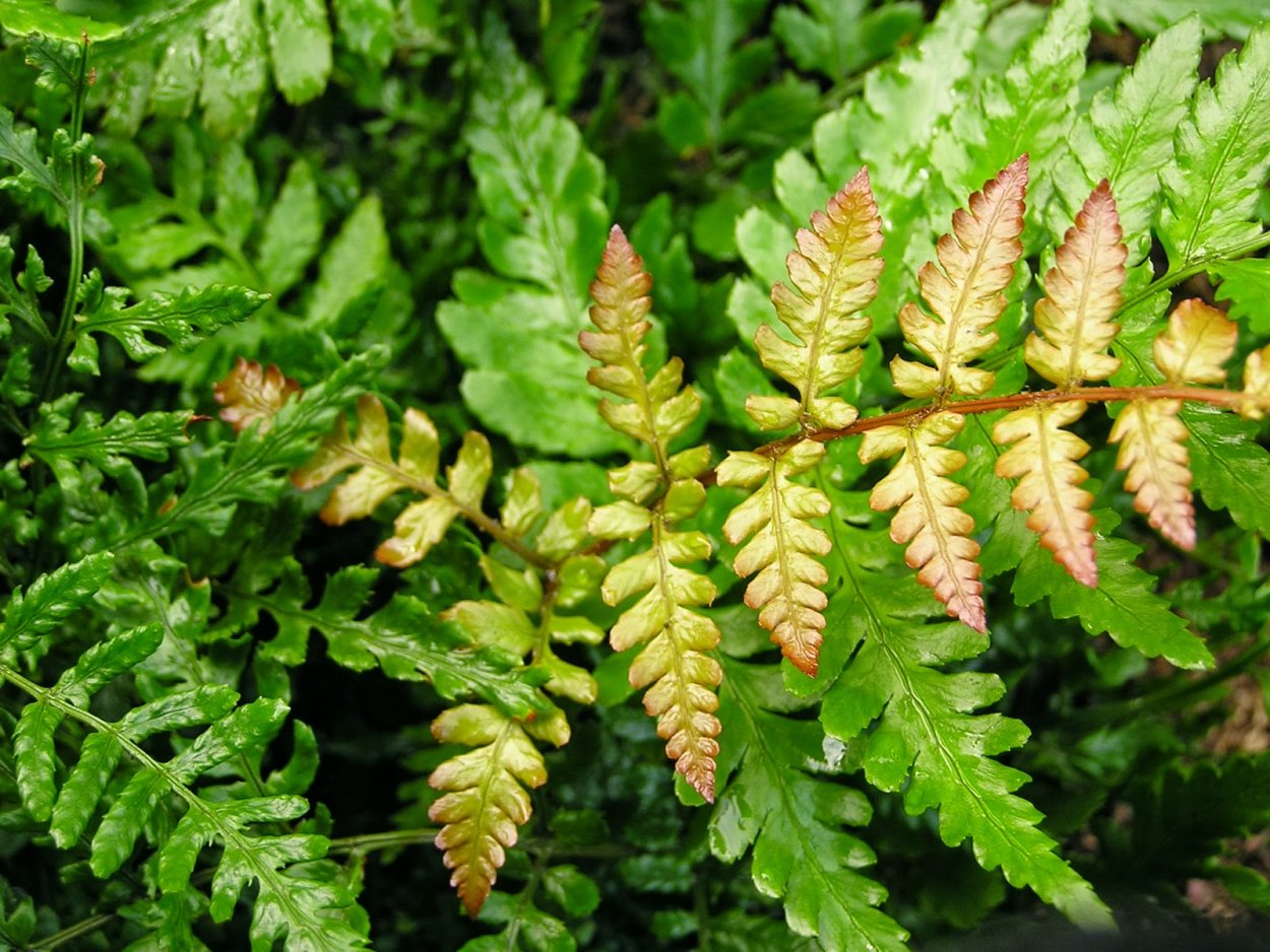 Папоротник Дриоптерис