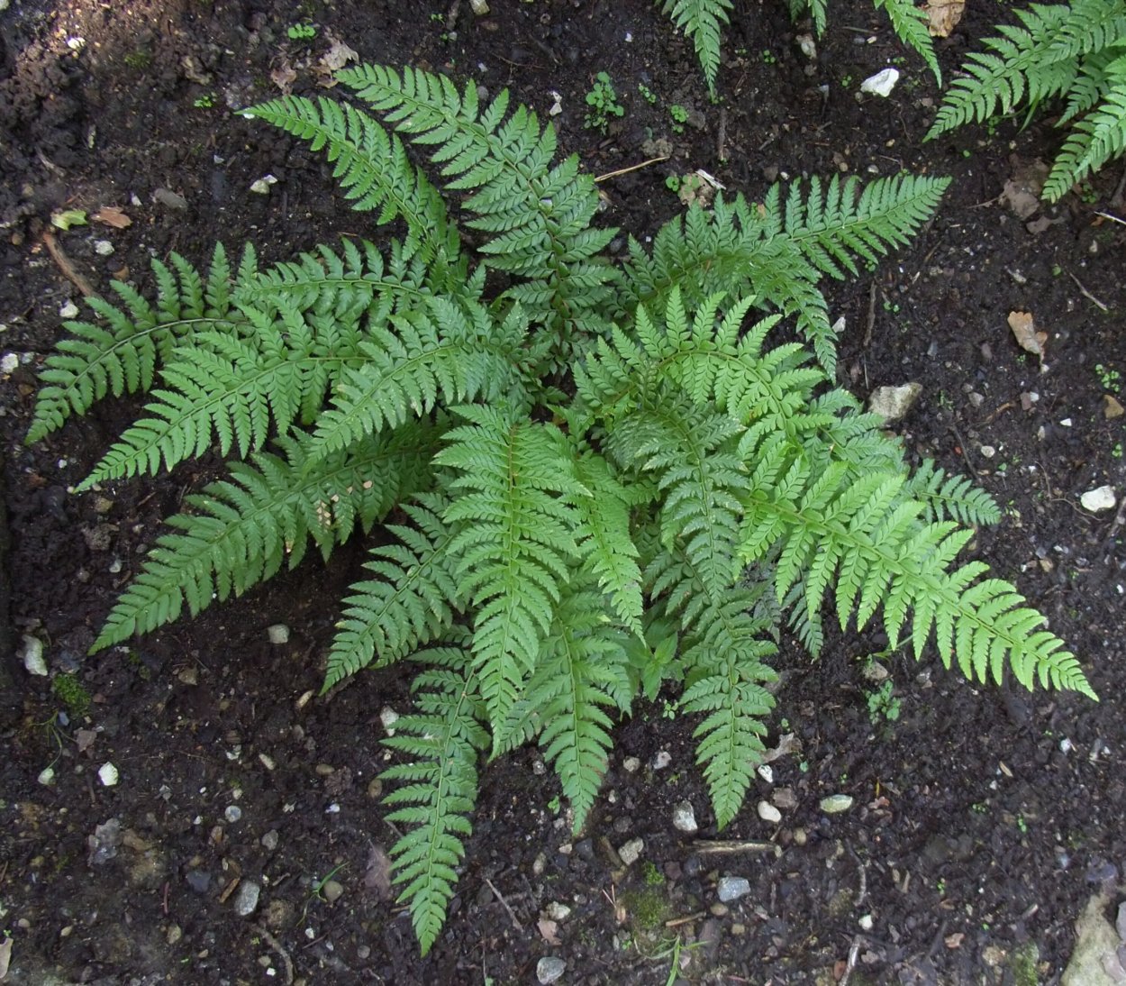Dryopteris erythrosora