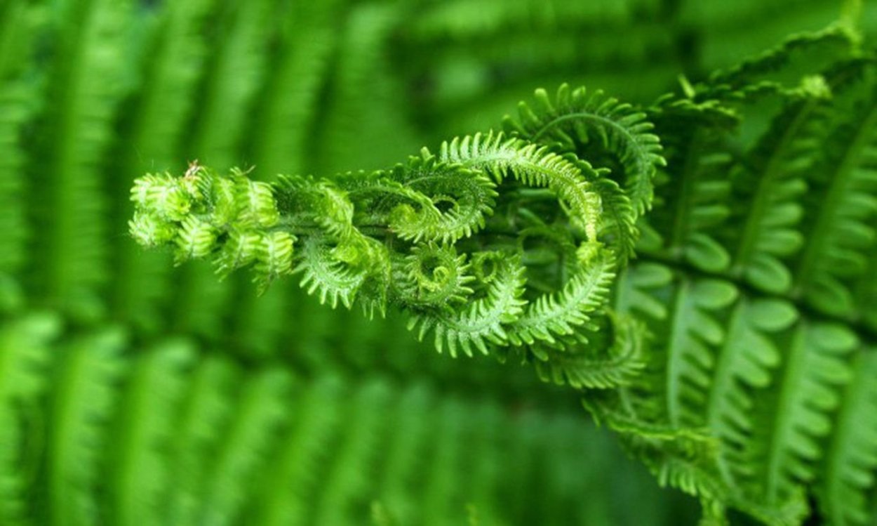Зеленый папоротник