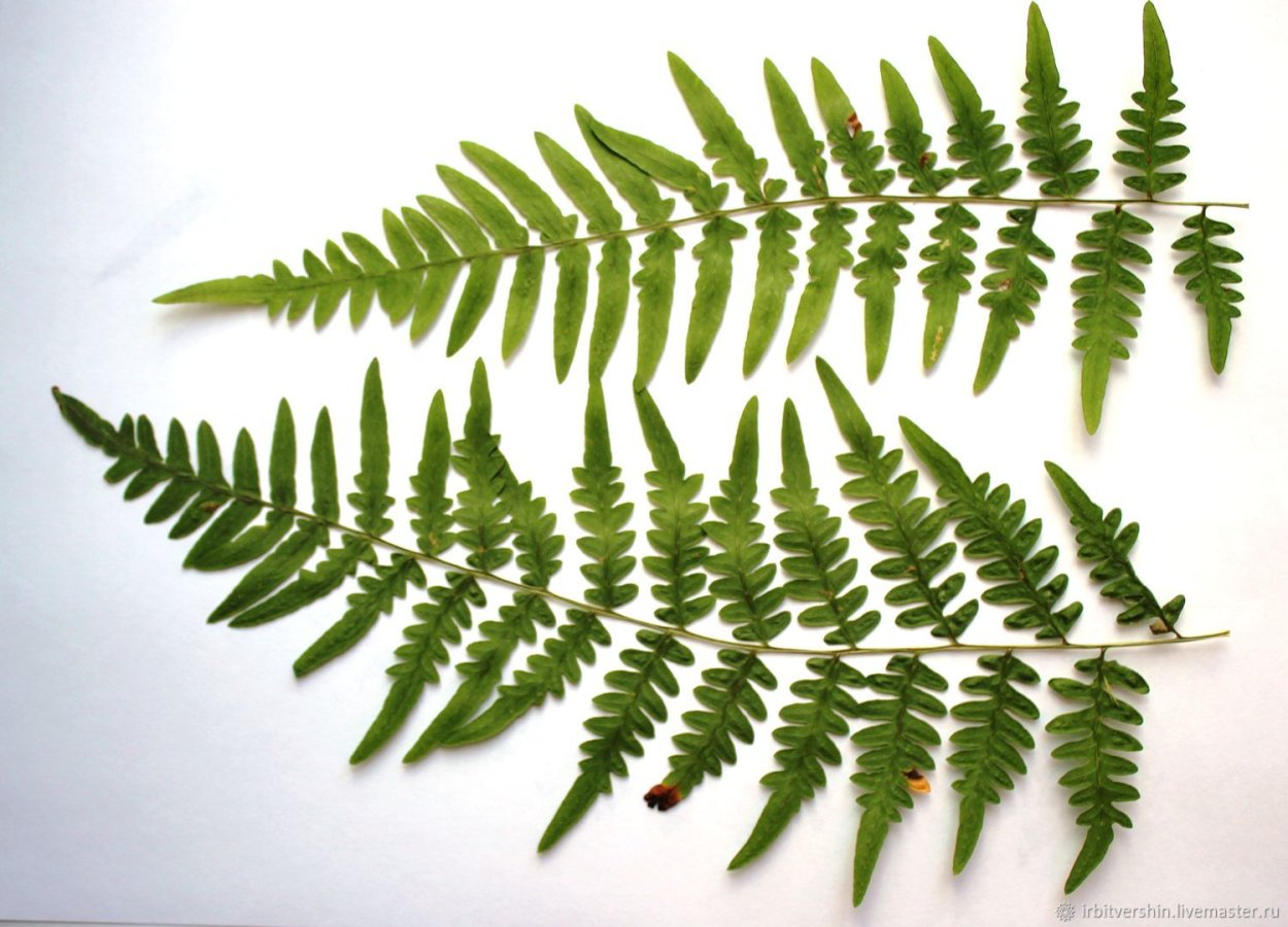 Кочедыжник Урсулас ред