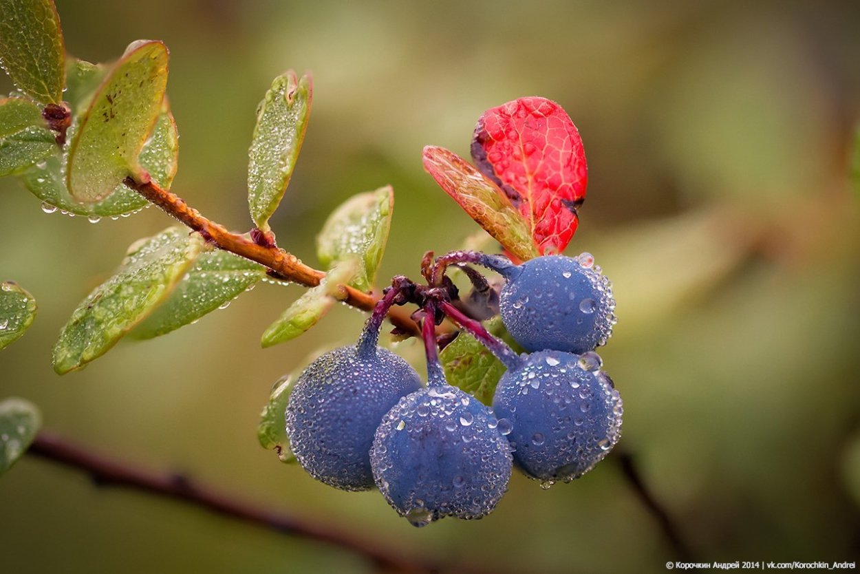 Черника и голубика кустарник