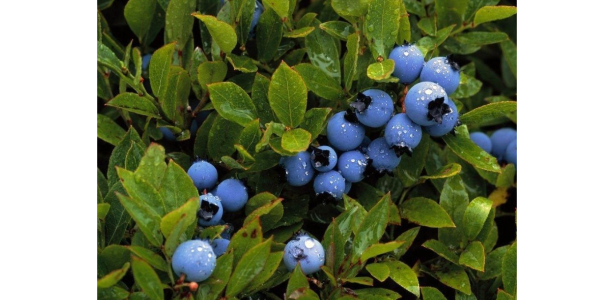 Голубика обыкновенная гонобобель