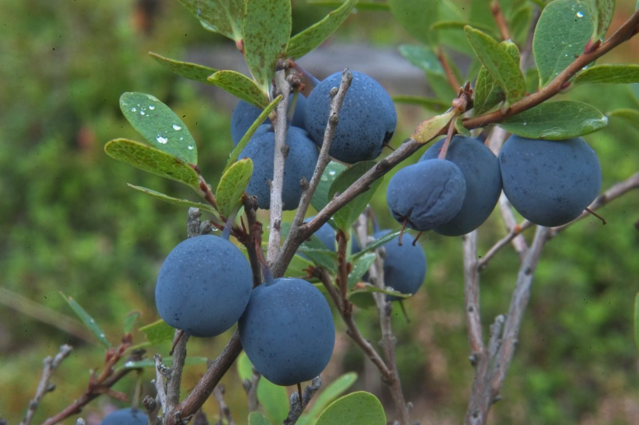 Голубика кустарничек