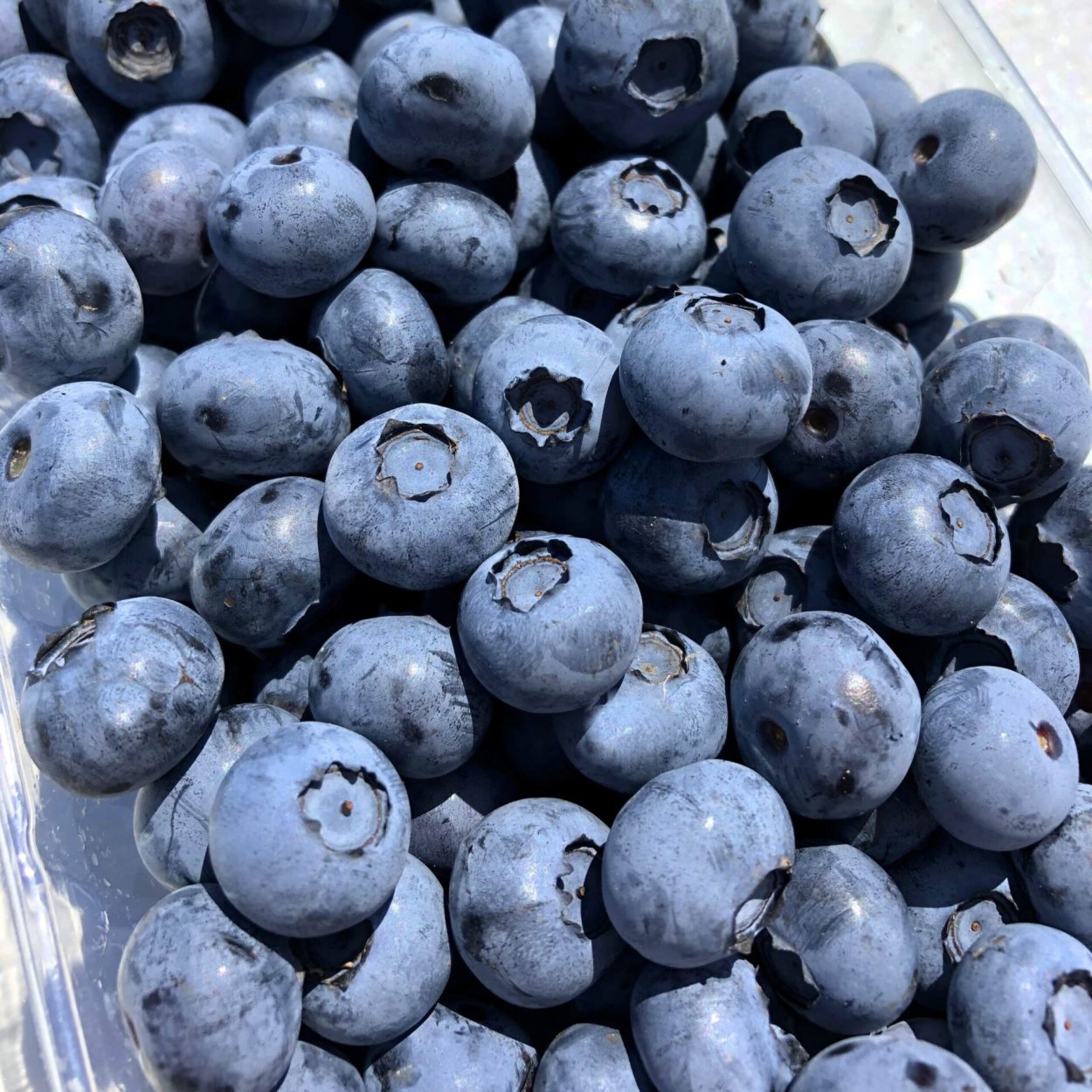 Vaccinium uliginosum голубика