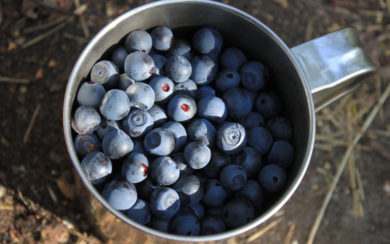 Голубика Норт Блю