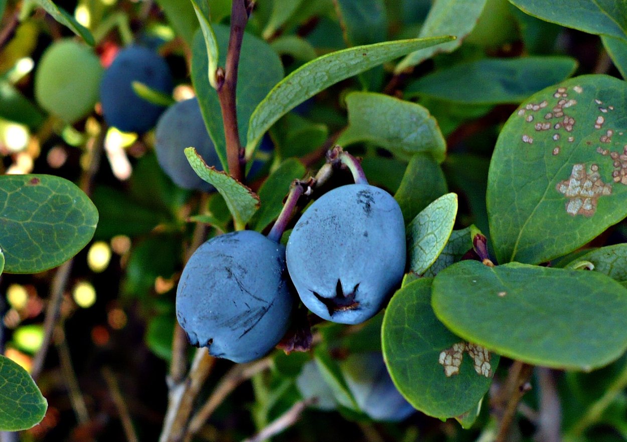 Голубика обыкновенная гонобобель