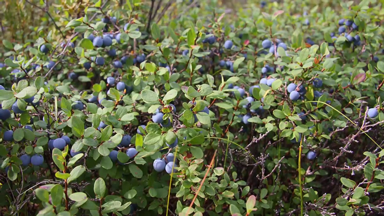 Черника в руках