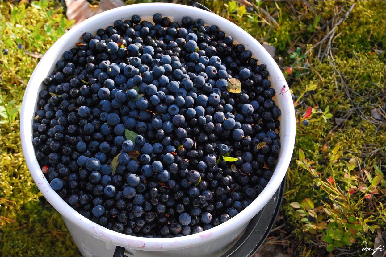 Черника фон