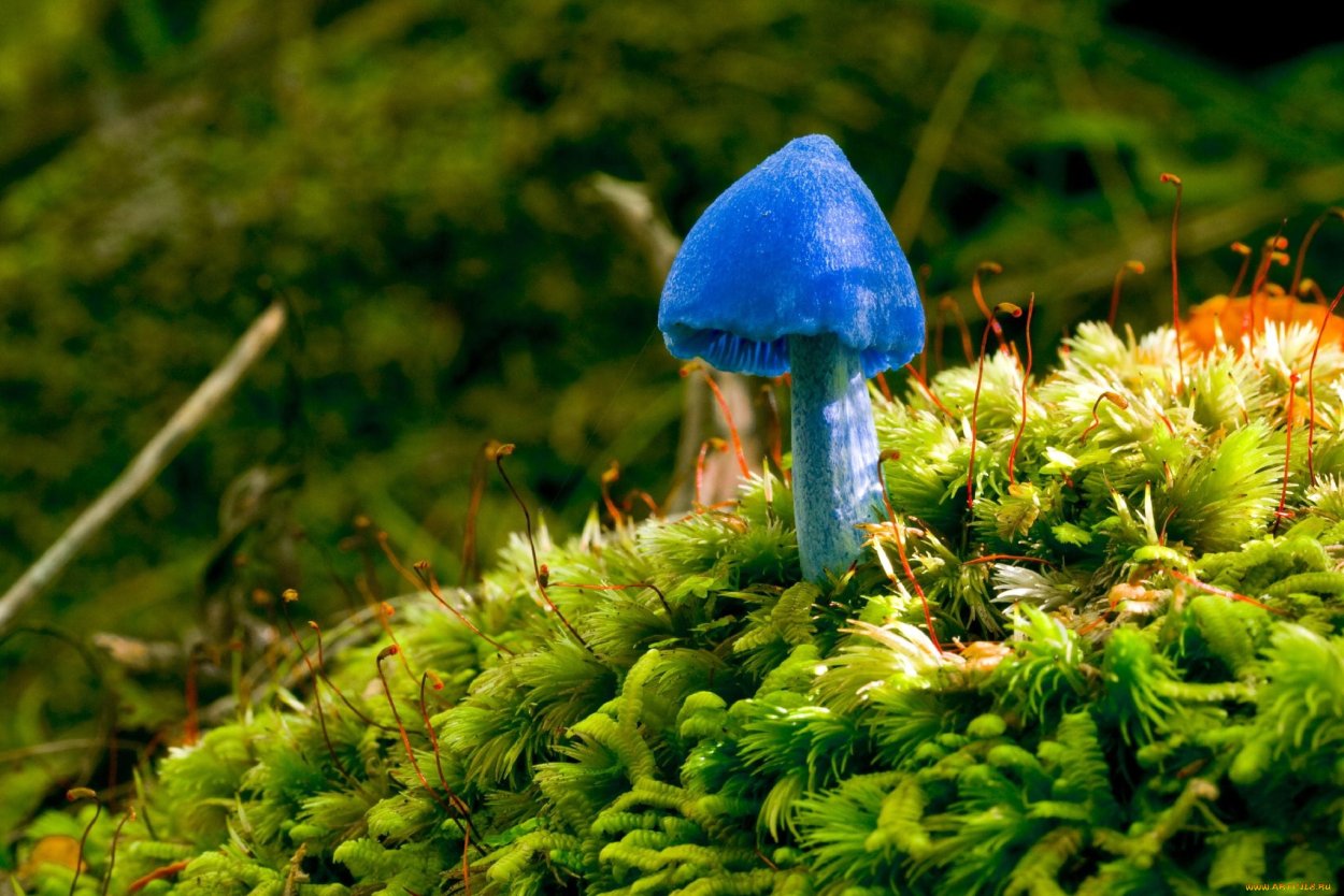 Entoloma hochstetteri небесно-голубой гриб