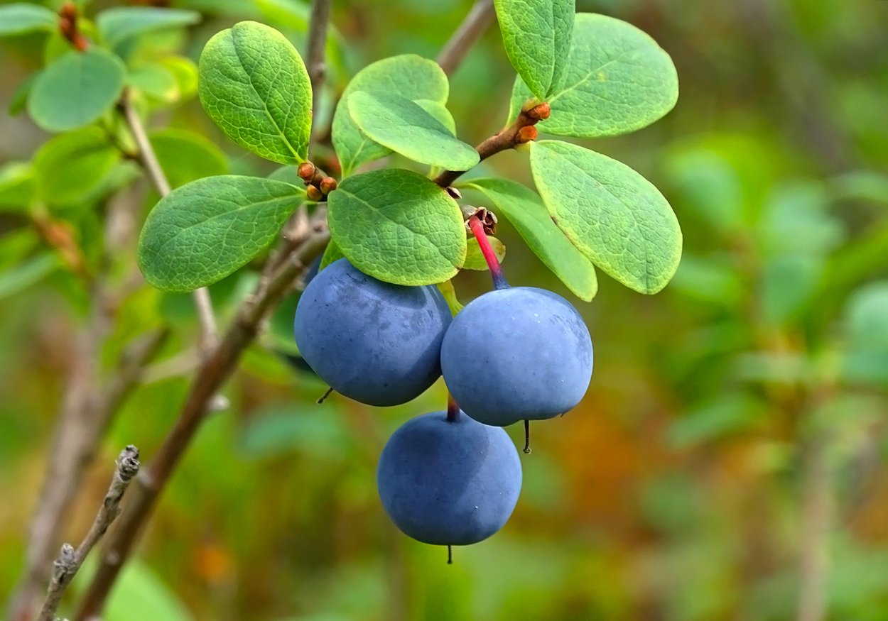 Голубика обыкновенная Лесная