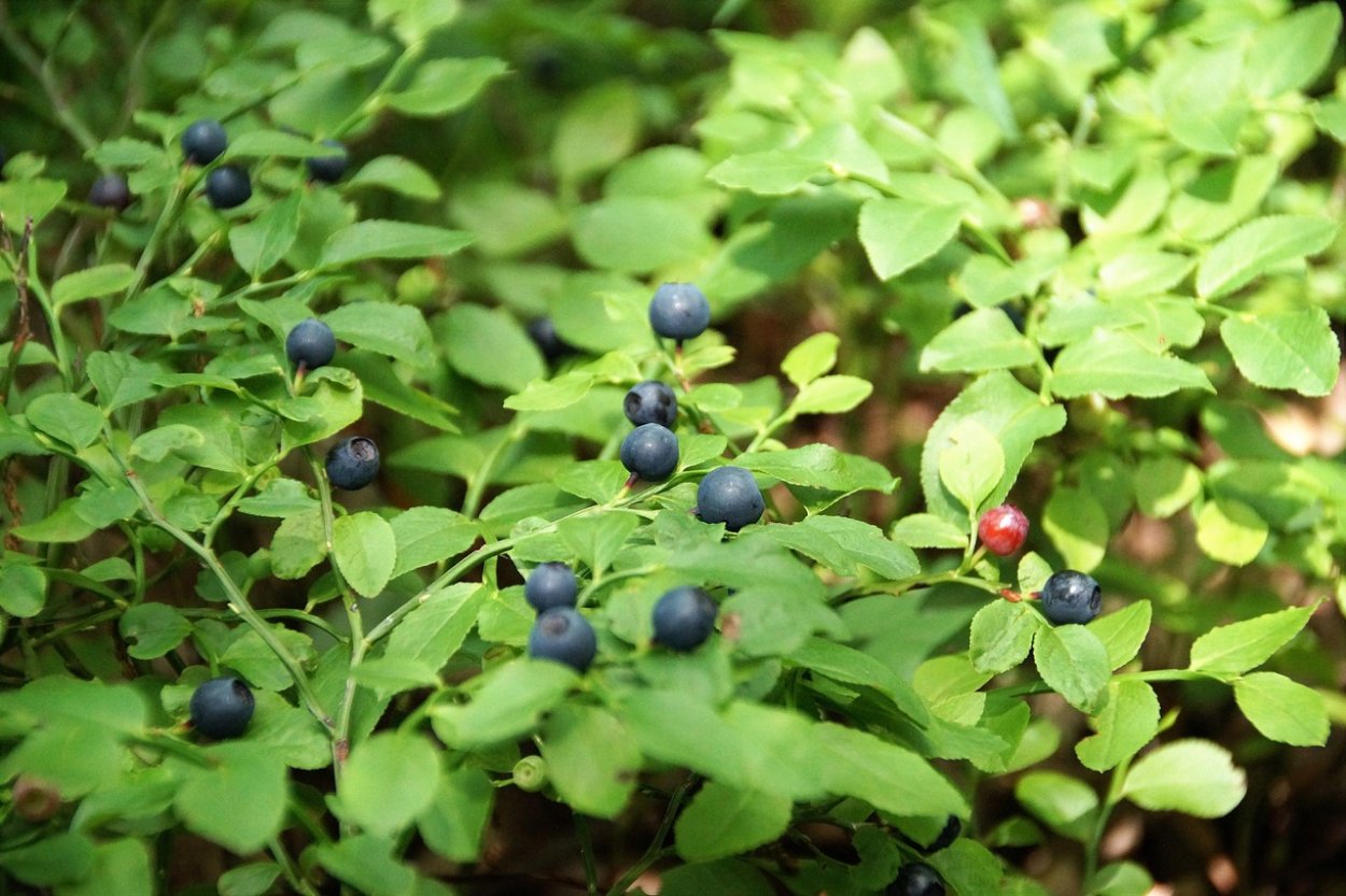 Голубика на Кольском полуострове