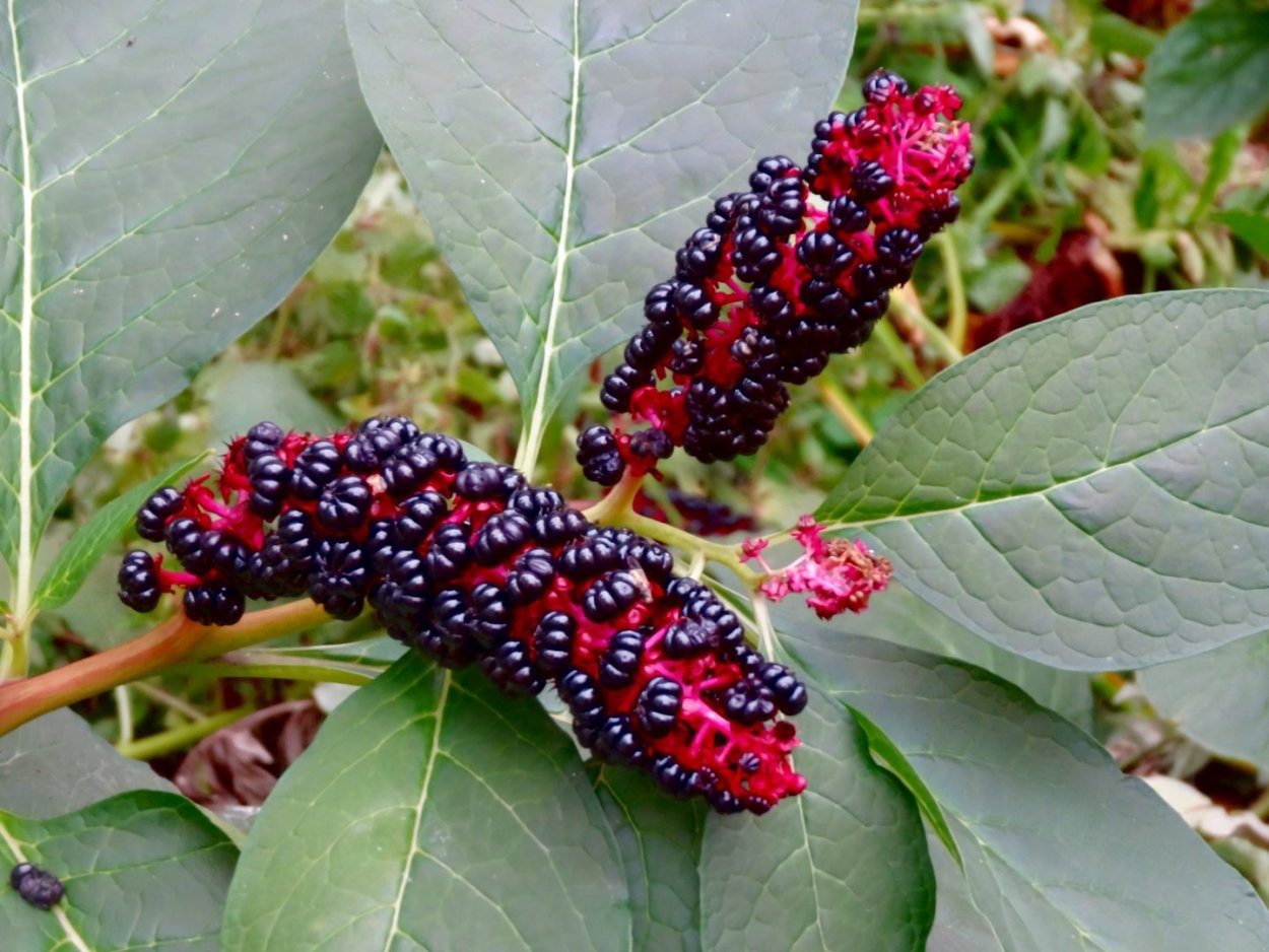 Phytolacca (лаконос американский)