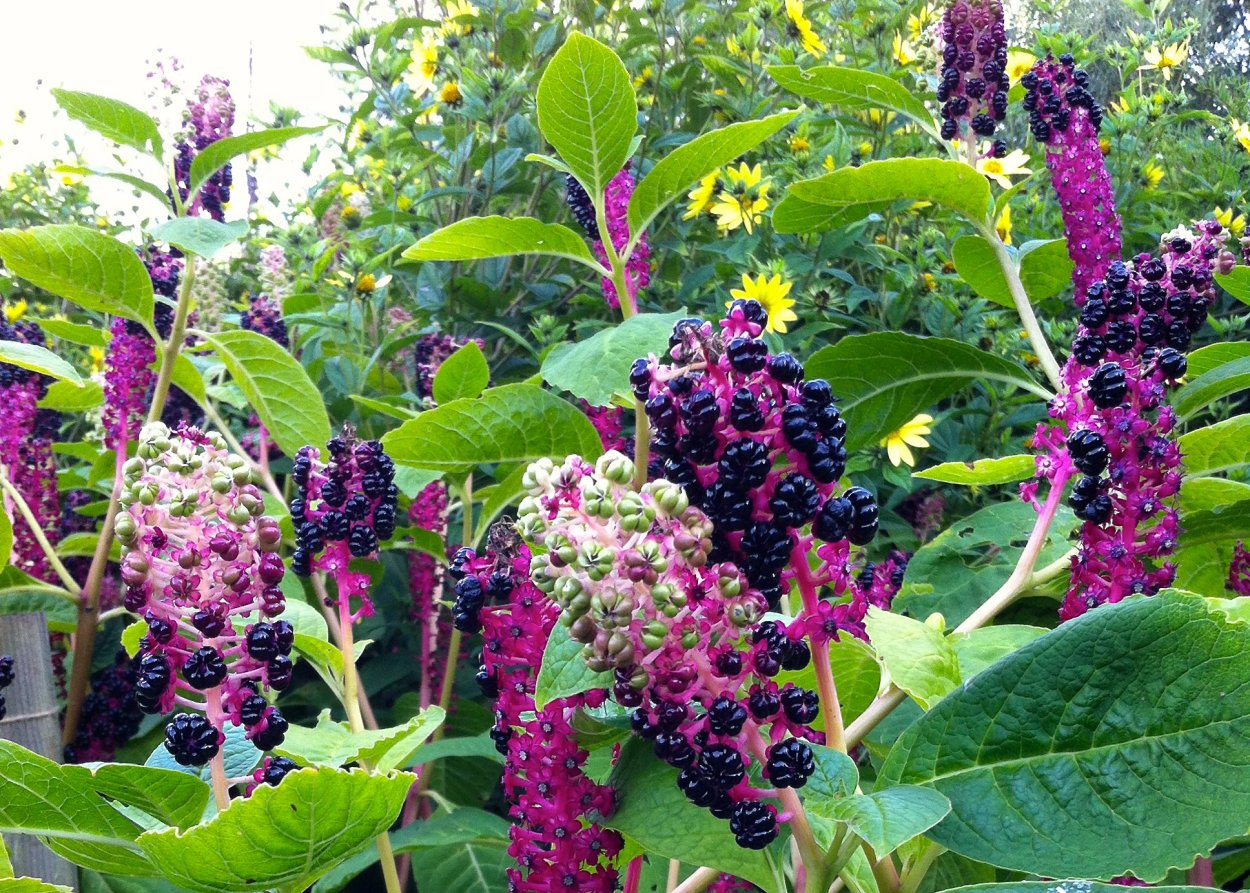 Phytolacca (лаконос американский)