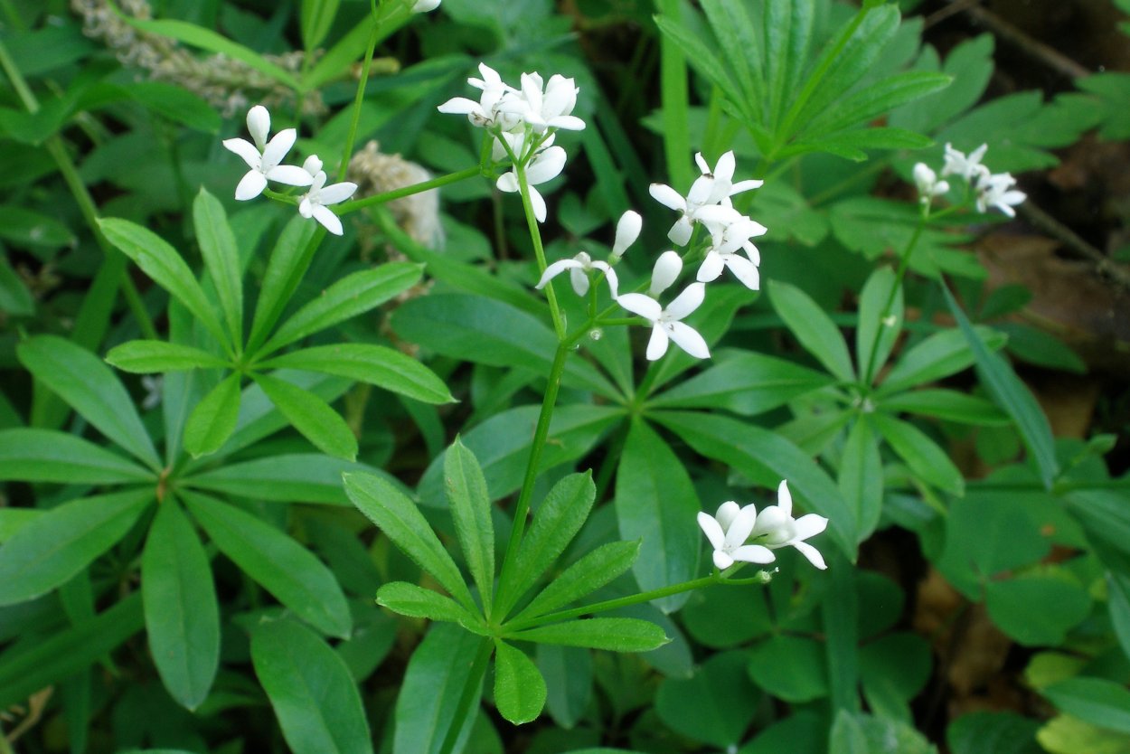 Подмаренник душистый - Galium odoratum - Taxon details