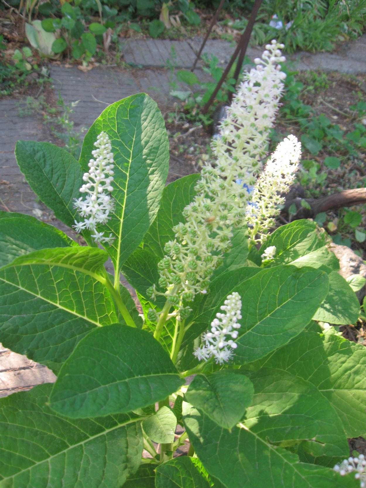 Лаконос костянковый