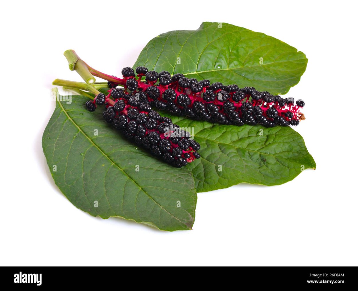 Лаконос американский