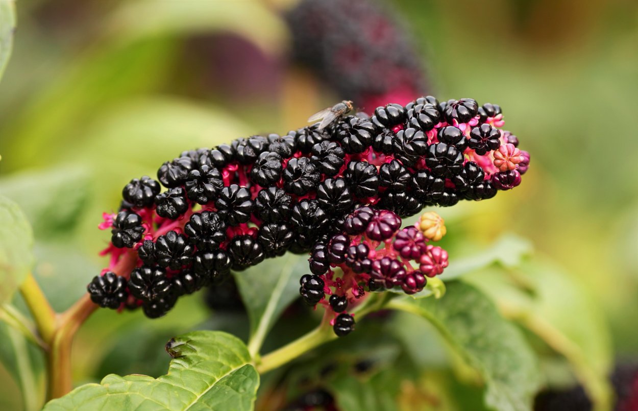 Фитолакка на прозрачном фоне