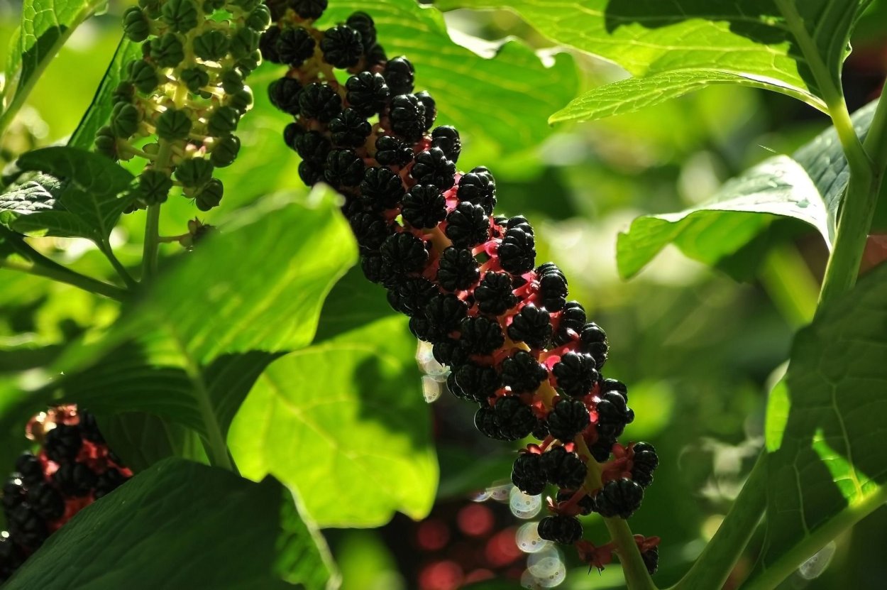 Фитолакка (Phytolacca Americana)