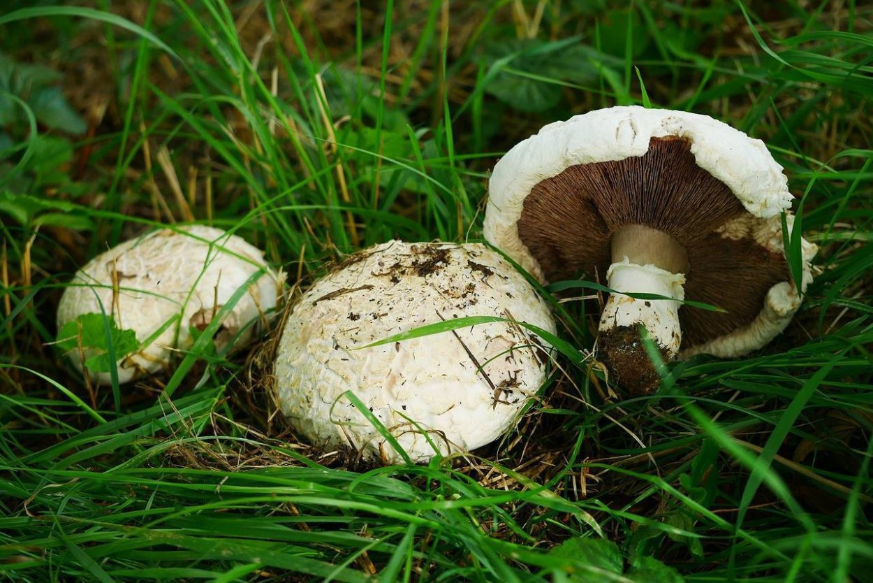 Шампиньон Луговой Agaricus Campestris