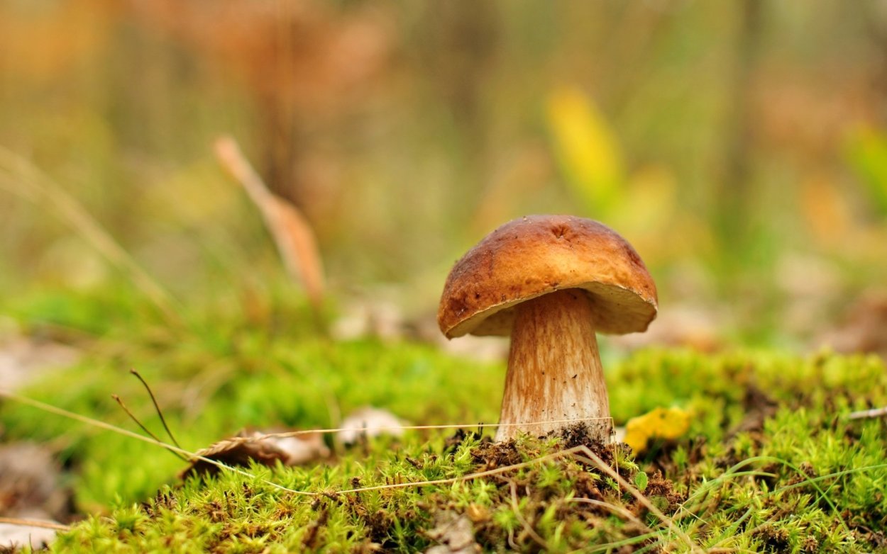 Боровик Луговой